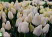 Tulipa Yankee ® (2)